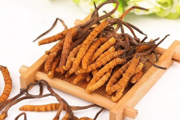 tác dụng của đông trùng hạ thảo