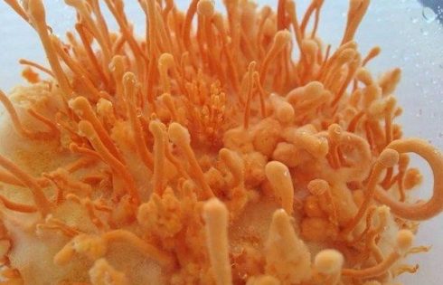 uống đông trùng hạ thảo có tốt không