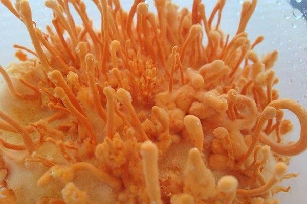 uống đông trùng hạ thảo có tốt không