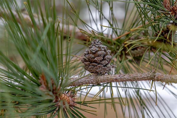 dầu thông đỏ Hàn Quốc