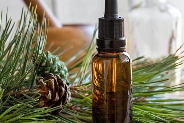 tinh dầu thông Hàn