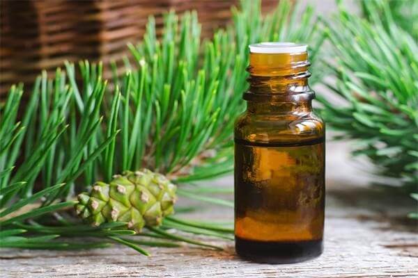 Tinh dầu thông đỏ giúp ngăn chặn bệnh tật