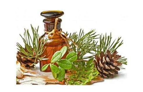 tinh dầu thông đỏ chính phủ Hàn Quốc