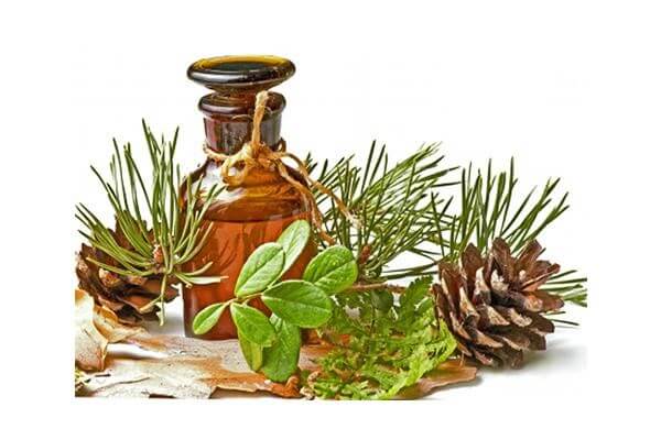 tinh dầu thông đỏ chính phủ Hàn Quốc