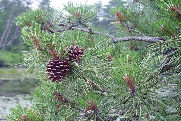 Tinh dầu thông đỏ uống ra sao