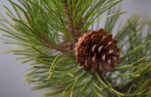 tinh dầu thông đỏ làm đẹp