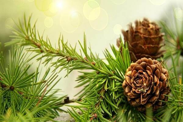 Tinh dầu thông đỏ làm từ gì