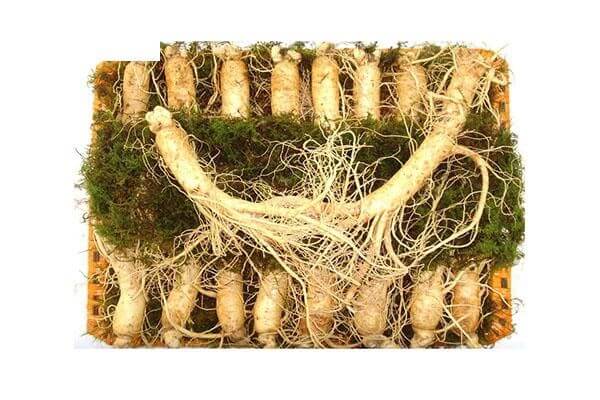 Địa chỉ sâm chính phủ Hàn Quốc