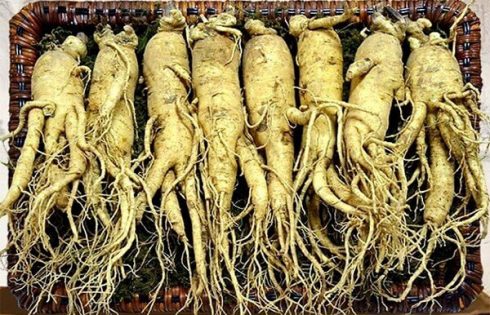 nhân sâmchinhso phủ hàn quốc