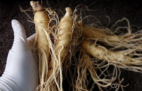 Sâm chính phủ Hàn Quốc gia bao nhiêu