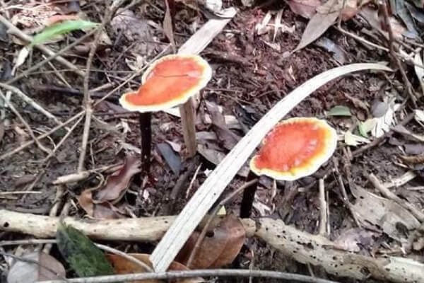 Địa chỉ cung cấp Nấm lim xanh của Lê Phúc Hoàng Gia chất lượng vượt trội