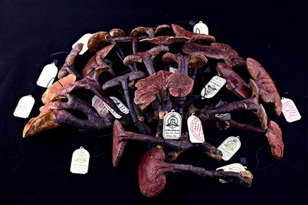 Nấm lim xanh Lê Phúc Hoàng Gia