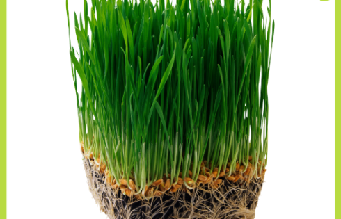 10-cong-dung-cua-co-lua-mi-co-the-ban-chua-biet