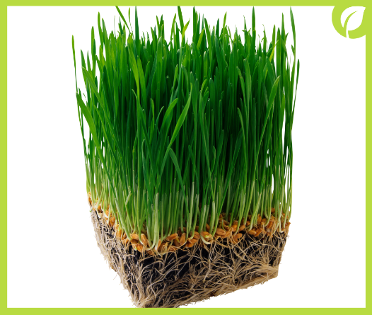 10-cong-dung-cua-co-lua-mi-co-the-ban-chua-biet