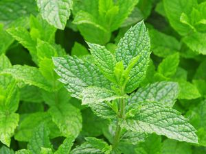 bac-ha-va-9-tac-dung-ki-dieu-voi-suc-khoe