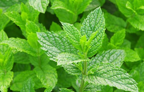 bac-ha-va-9-tac-dung-ki-dieu-voi-suc-khoe