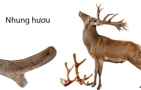 nhung-huou-la-gi-nhung-cua-loai-huou-nao-la-tot